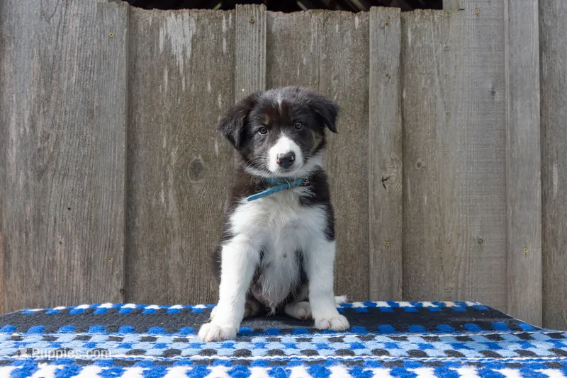 Tri Male 2 (Light Blue) – Border Collie puppy for sale in Baird, TX