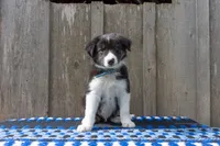 Tri Male 2 (Light Blue), a male Border Collie for sale in Baird, TX – 1 of 6