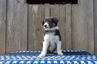 Tri Male 2 (Light Blue), a male Border Collie for sale in Baird, TX – 4 of 6