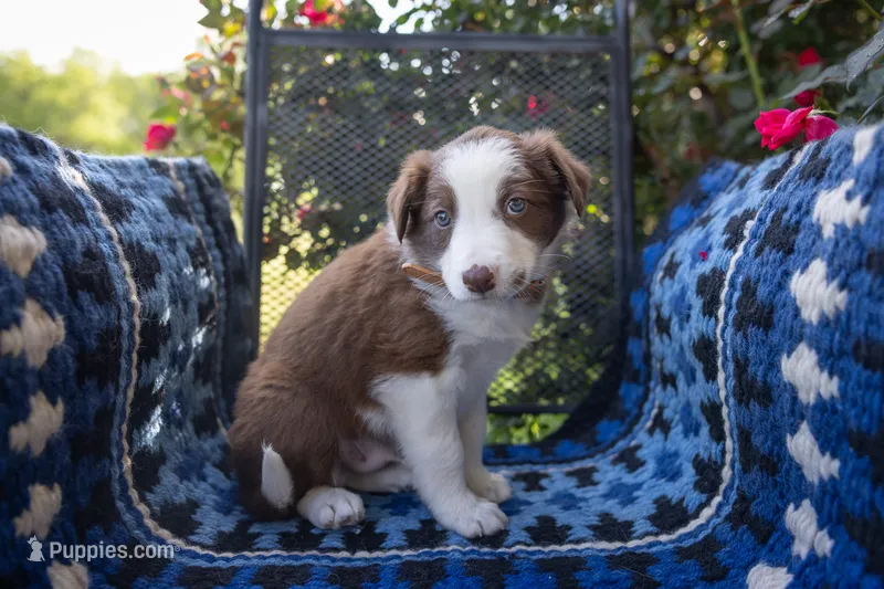 Tan – Border Collie puppy for sale in Baird, TX