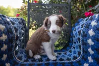 Tan, a male Border Collie for sale in Baird, TX – 1 of 7