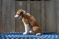Red and White Male, a male Border Collie for sale in Baird, TX – 3 of 7