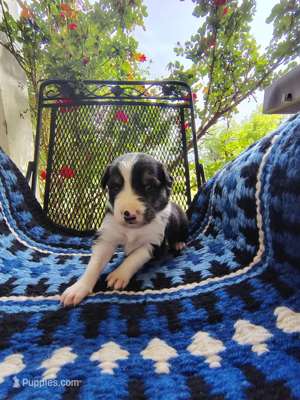 Tri Male 1 (Green) – Border Collie puppy for sale in Baird, TX