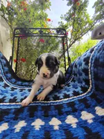 Tri Male 1 (Green), a male Border Collie for sale in Baird, TX – Photo 1 of 5