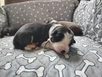 Turquoise, a female Border Collie for sale in Baird, TX – Photo 1 of 7