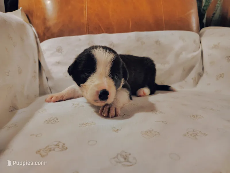 Turquoise – Border Collie puppy for sale in Baird, TX