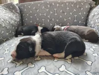 Turquoise, a female Border Collie for sale in Baird, TX – Photo 2 of 7