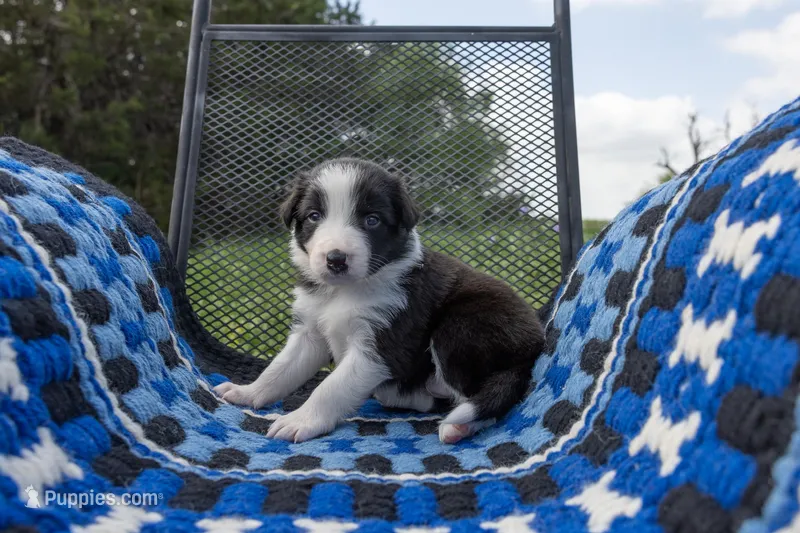 Turquoise – Border Collie puppy for sale in Baird, TX