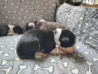 Turquoise, a female Border Collie for sale in Baird, TX – Photo 3 of 7