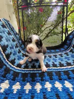 Tri Female 1 (Amber), a female Border Collie for sale in Baird, TX – Photo 1 of 6