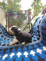 Tri Female 1 (Amber), a female Border Collie for sale in Baird, TX – Photo 2 of 6