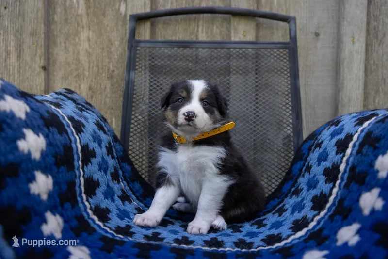 Tri Female 1 (Amber) – Border Collie puppy for sale in Baird, TX