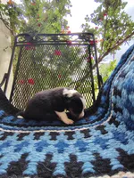 Tri Female 1 (Amber), a female Border Collie for sale in Baird, TX – Photo 3 of 6