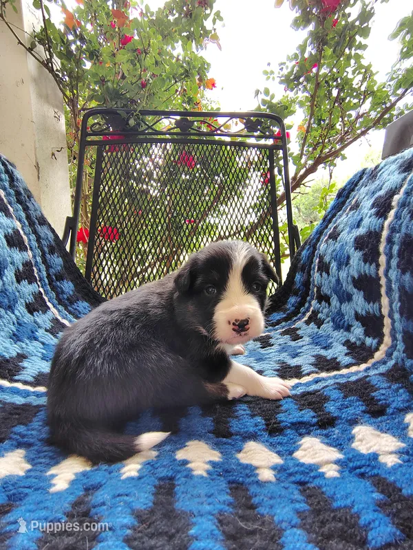 Tri Female 2 (Pink) – Border Collie puppy for sale in Baird, TX