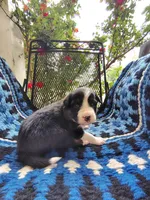 Tri Female 2 (Pink), a female Border Collie for sale in Baird, TX – Photo 1 of 6