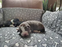 Pink, a female Border Collie for sale in Baird, TX – Photo 1 of 7