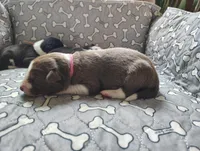 Pink, a female Border Collie for sale in Baird, TX – Photo 3 of 7
