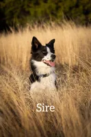 Pink, a female Border Collie for sale in Baird, TX – Photo 6 of 7