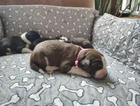 Pink, a female Border Collie for sale in Baird, TX – Photo 2 of 7