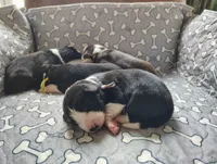 Lavender, a female Border Collie for sale in Baird, TX – Photo 2 of 6