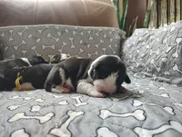 Lavender, a female Border Collie for sale in Baird, TX – Photo 1 of 6