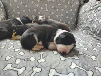 Lavender, a female Border Collie for sale in Baird, TX – Photo 3 of 6