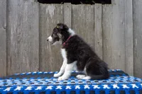 Tri Female 2 (Pink), a female Border Collie for sale in Baird, TX – 3 of 6