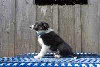 Tri Male 2 (Light Blue), a male Border Collie for sale in Baird, TX – 3 of 6