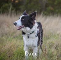 Tan, a male Border Collie for sale in Baird, TX – 5 of 7
