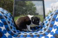 Orange, a female Border Collie for sale in Baird, TX – 3 of 7