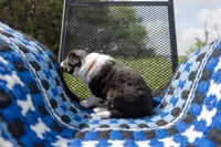 Orange, a female Border Collie for sale in Baird, TX – 2 of 7