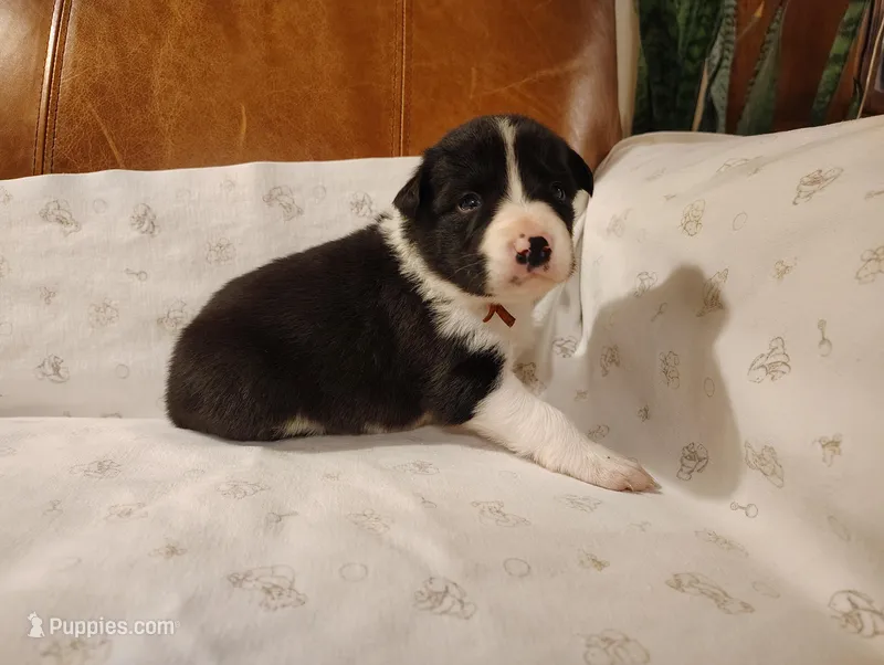Orange – Border Collie puppy for sale in Baird, TX