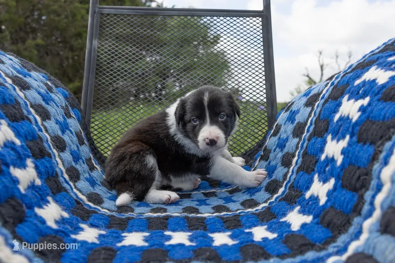 Orange – Border Collie puppy for sale in Baird, TX