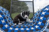 Orange, a female Border Collie for sale in Baird, TX – 1 of 7