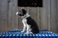 Black and White female (Turquoise), a female Border Collie for sale in Baird, TX – 3 of 4