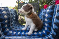 Tan, a male Border Collie for sale in Baird, TX – 3 of 7