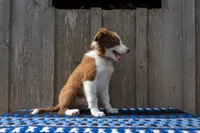 Red and White Male, a male Border Collie for sale in Baird, TX – 2 of 7