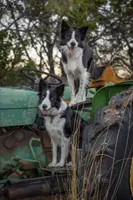 Turquoise, a female Border Collie for sale in Baird, TX – 4 of 6
