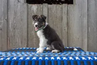 Tri Male (Green), a male Border Collie for sale in Baird, TX – 2 of 5