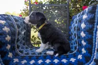 Yellow, a female Border Collie for sale in Baird, TX – 3 of 6