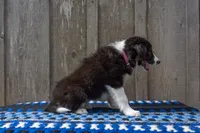 Tri Female 2 (Pink), a female Border Collie for sale in Baird, TX – 2 of 6