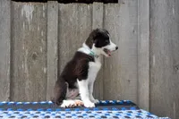 Black and White female (Turquoise), a female Border Collie for sale in Baird, TX – 2 of 4