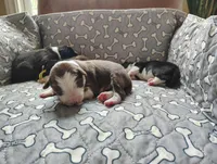 Tan, a male Border Collie for sale in Baird, TX – Photo 1 of 7