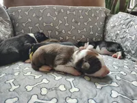 Tan, a male Border Collie for sale in Baird, TX – Photo 2 of 7