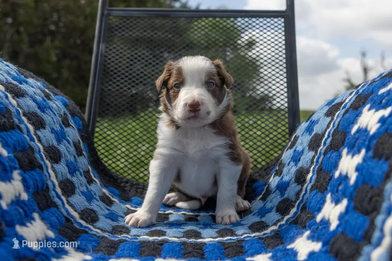 Tan – Border Collie puppy for sale in Baird, TX