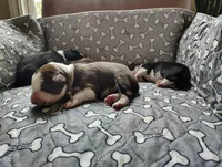 Tan, a male Border Collie for sale in Baird, TX – Photo 3 of 7