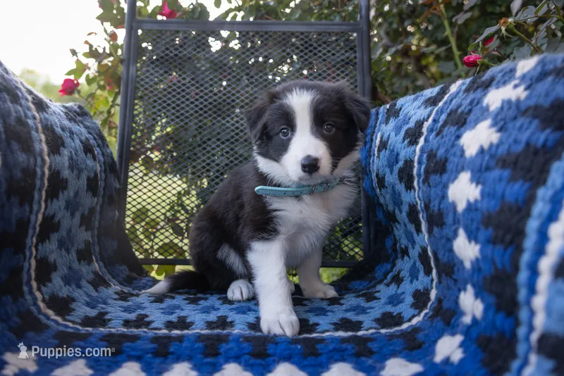 Turquoise – Border Collie puppy for sale in Baird, TX