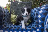 Turquoise, a female Border Collie for sale in Baird, TX – 1 of 6