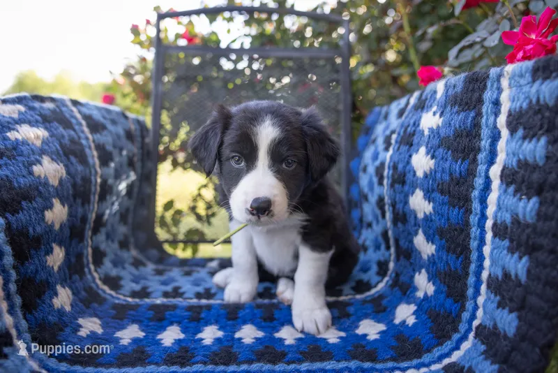 Yellow – Border Collie puppy for sale in Baird, TX