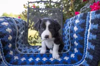 Yellow, a female Border Collie for sale in Baird, TX – 1 of 6